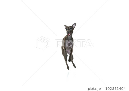 Portrait with one playful puppy, dog Italian greyhound running with open mouth isolated over white color studio background. Jump in motion 102831404