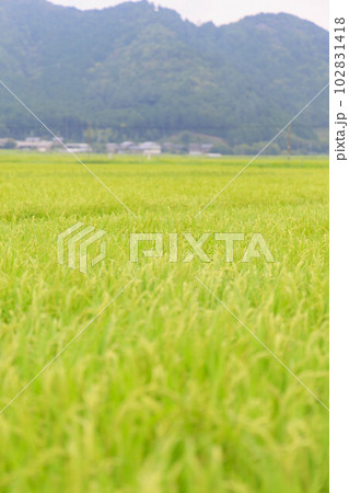 青々とした稲「農作業、田舎イメージ」 102831418