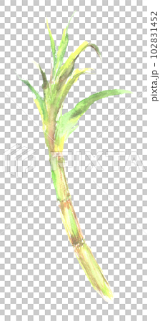 Illustration of sugarcane painted by watercolor 102831452