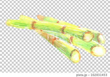 Illustration of sugarcane painted by watercolor 102831453
