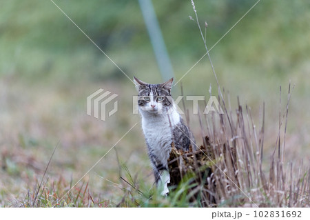Young cat with tiger pattern fur on a green grass 102831692