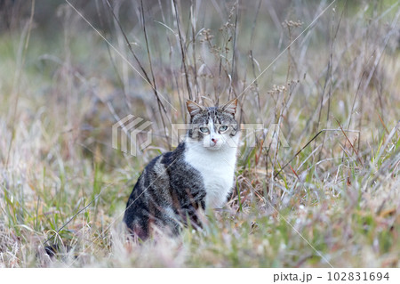 Young cat with tiger pattern fur on a green grass 102831694