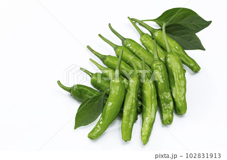 白バックのししとう 102831913