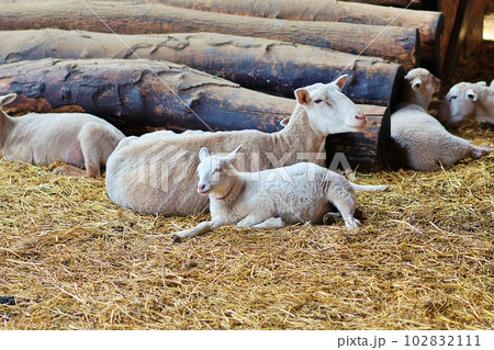 くつろぐ羊の親子 102832111