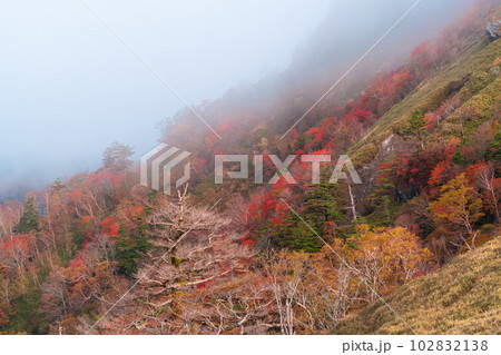 霧立つ紅葉の次郎笈の東斜面2　徳島県那賀郡那賀町 102832138