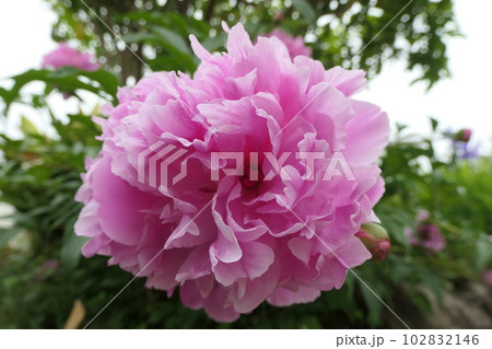 ピンクのシャクヤクの花 ピンクのシャクヤクの花 102832146