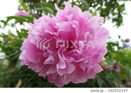 ピンクのシャクヤクの花 102832147