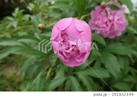 ピンクのシャクヤクの花のつぼみ 102832149