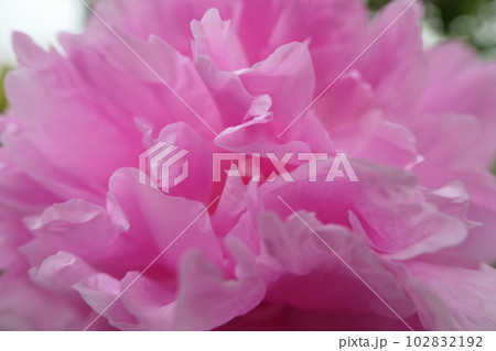 ピンクのシャクヤクの花のアップ 102832192