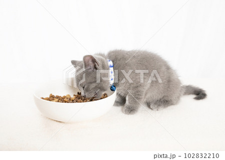 キャットフードを食べるシャルトリューの仔猫 キャットフードを食べるシャルトリューの仔猫 102832210
