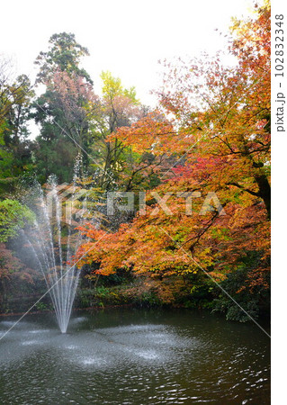 加茂山公園の紅葉（新潟県） 102832348