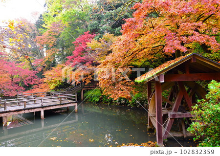 加茂山公園の紅葉（新潟県） 102832359