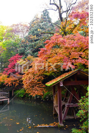 加茂山公園の紅葉（新潟県） 102832360