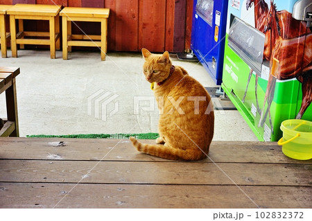 北海道江別市の体験牧場 アースドリーム角山農場の風景 102832372