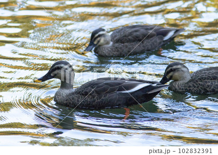 紅葉の下を泳ぐカモ 鳥取県 大宮池 102832391