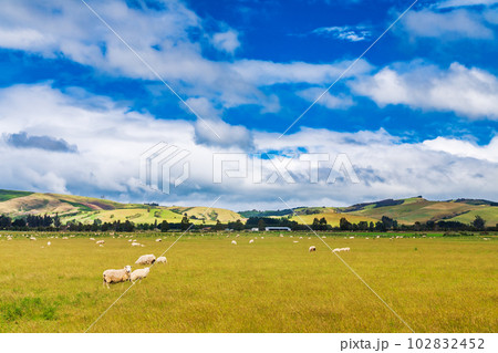 New Zealand rural landscape with free range sheep New Zealand rural landscape with free range sheep 102832452