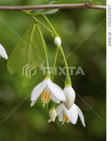 エゴノキの白い花 102832507