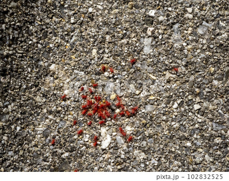 コンクリートの上にいるカベアナタカラダニ 102832525