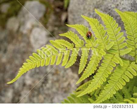 新緑のシダの上にいるナナホシテントウ 102832531