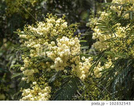 モリシマアカシアの花 102832543