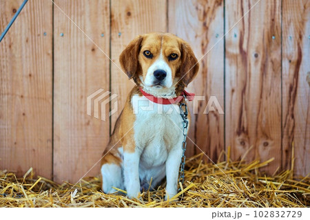 ビーグル犬 ビーグル犬 102832729