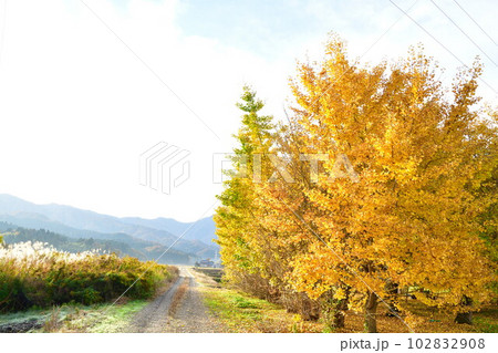 村松蛭野地区の紅葉（新潟県） 102832908