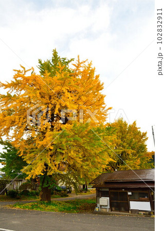 村松蛭野地区の紅葉（新潟県） 102832911