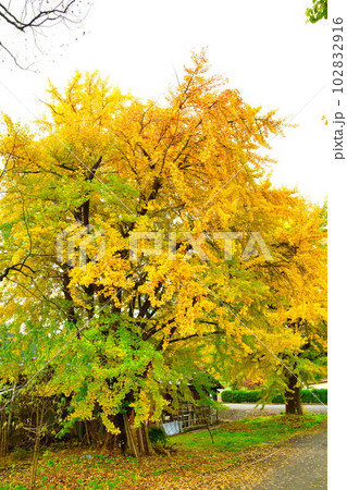 村松蛭野地区の紅葉（新潟県） 102832916