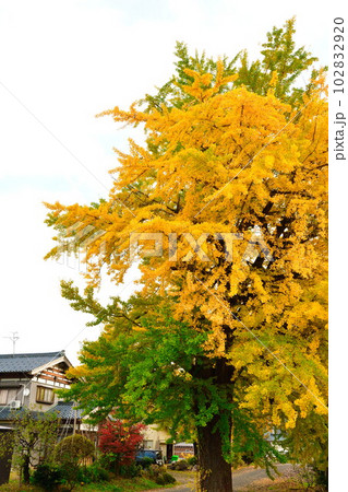 村松蛭野地区の紅葉（新潟県） 102832920