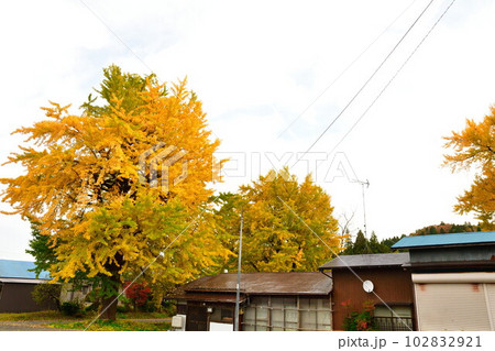 村松蛭野地区の紅葉（新潟県） 102832921