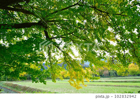村松蛭野地区の紅葉（新潟県） 102832942
