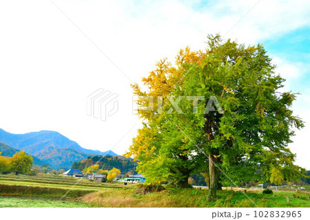 村松蛭野地区の紅葉（新潟県） 102832965