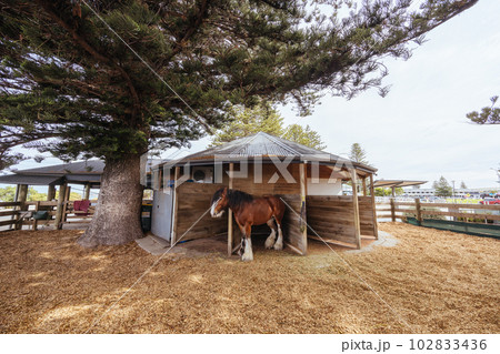 Victor Harbor Horse Drawn Tramway in Australia Victor Harbor Horse Drawn Tramway in Australia 102833436