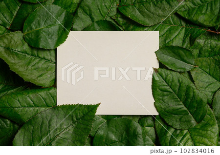 Paper Card Mockup on a Green Leaves for design of invitation, advertising card. 102834016