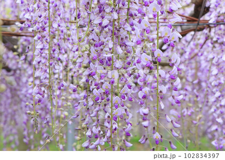 高松・岩田神社の孔雀ふじ（2023年藤まつり） 102834397