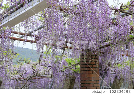 高松・岩田神社の孔雀ふじ(2023年藤まつり) 高松・岩田神社の孔雀ふじ(2023年藤まつり) 102834398