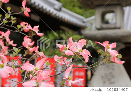 高松・岩田神社のハナミズキ(2023年藤まつり) 高松・岩田神社のハナミズキ(2023年藤まつり) 102834407