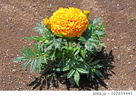 アフリカン・マリーゴールド 102834441
