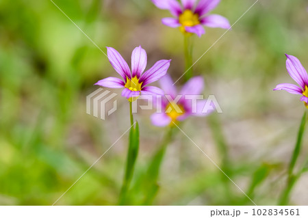 ニワゼキショウ ニワゼキショウ 102834561