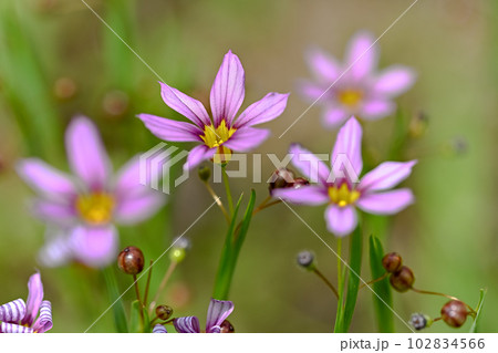 ニワゼキショウ 102834566