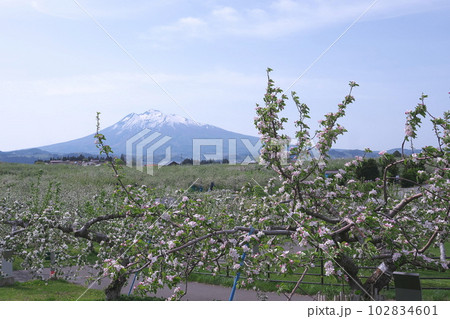 りんごの花と岩木山 りんごの花と岩木山 102834601