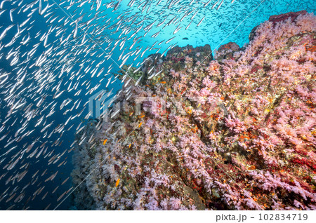 Pink soft coral reef and school of fish at Bon Island, Thailand 102834719