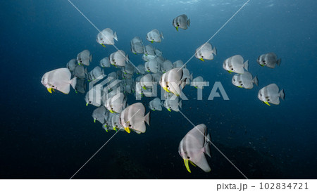 School of Teira Batfish in the blue ocean 102834721