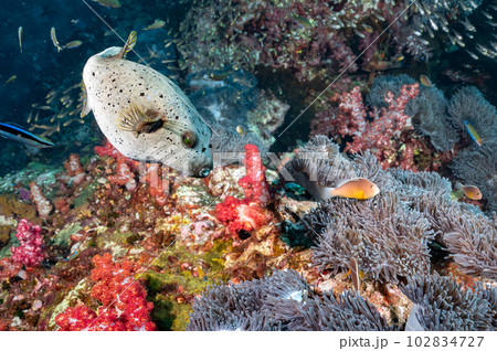 Blackspotted puffer fish in Andaman sea, Thailand 102834727