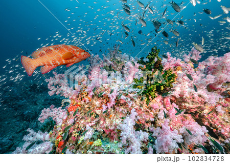 Colorful soft coral reef and marine life in Thailand Colorful soft coral reef and marine life in Thailand 102834728