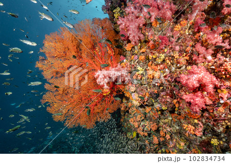 Sea Fan with colorful soft coral reef in Thailand 102834734