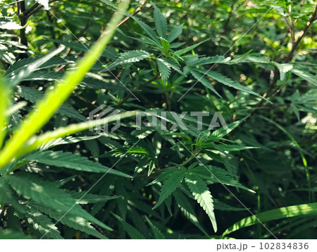 茂みから木漏れ日が注がれた野生の大麻草と後ボケと玉ボケの背景 102834836
