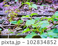 道端の野草のアップ 102834852