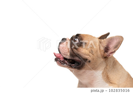 French Bulldog is hungry and drooling isolated on white background, French Bulldog is hungry and drooling isolated on white background, 102835016