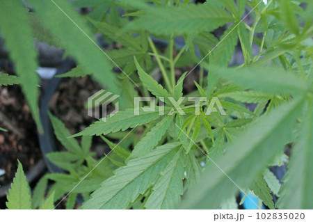 栽培中の医療大麻の苗の葉(リーフ)や若葉を上から見下ろす画像。ボケ味が視覚的リアリティを与えます。 栽培中の医療大麻の苗の葉(リーフ)や若葉を上から見下ろす画像。ボケ味が視覚的リアリティを与えます。 102835020